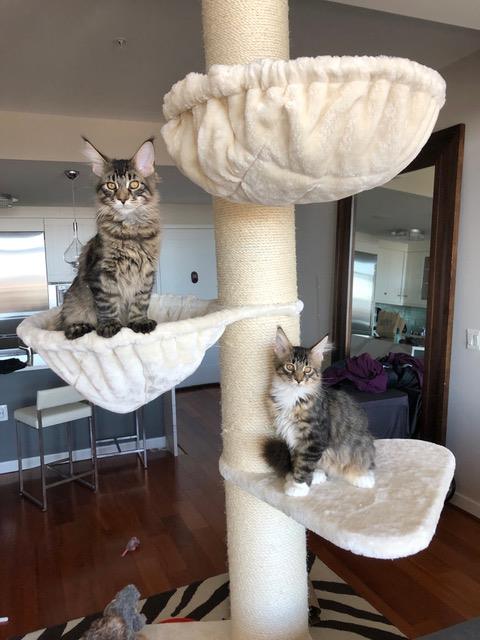 Cat Tree Maine Coon Tower (Creme / White)